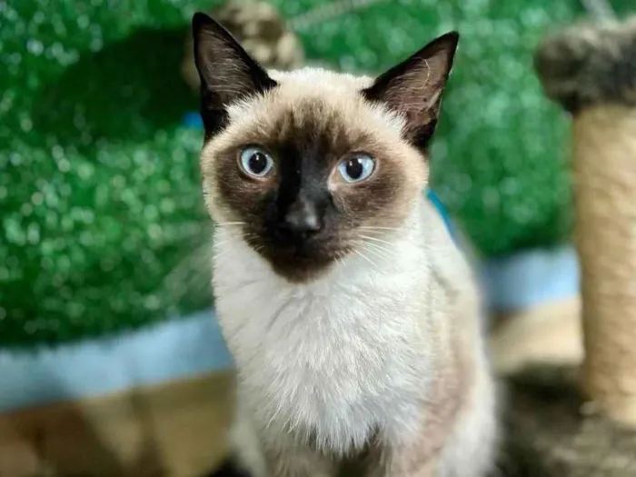 Gato ra a Siames idade 7 a 11 meses nome Cadu