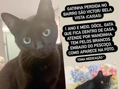 Gato raça Sem raça idade 1 ano nome Wandinha/Wanda