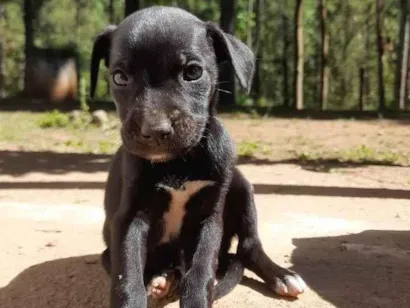 Cachorro raça SRD-ViraLata idade 2 a 6 meses nome Sem nome