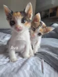 AvaeEva