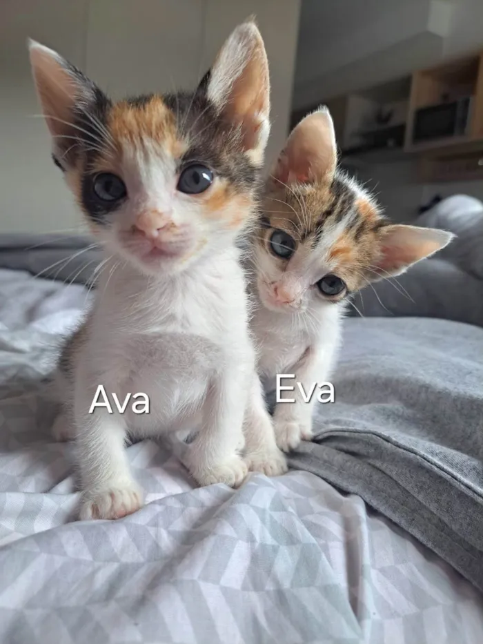 Gato ra a SRD-ViraLata idade Abaixo de 2 meses nome AvaeEva