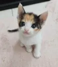 AvaeEva