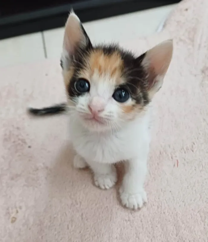 Gato ra a SRD-ViraLata idade Abaixo de 2 meses nome AvaeEva