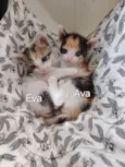 AvaeEva