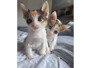 Gato raça SRD-ViraLata idade Abaixo de 2 meses nome AvaeEva