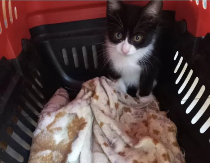 Gato ra a SRD-ViraLata idade 2 a 6 meses nome Cookie bb2meses pelo longo 