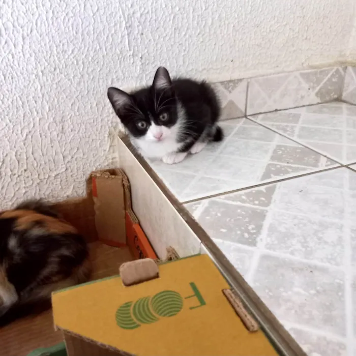 Gato ra a SRD-ViraLata idade 2 a 6 meses nome Cookie bb2meses pelo longo 