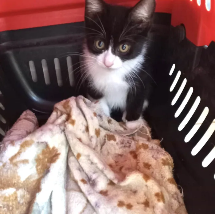 Gato ra a SRD-ViraLata idade 2 a 6 meses nome Cookie bb2meses pelo longo 