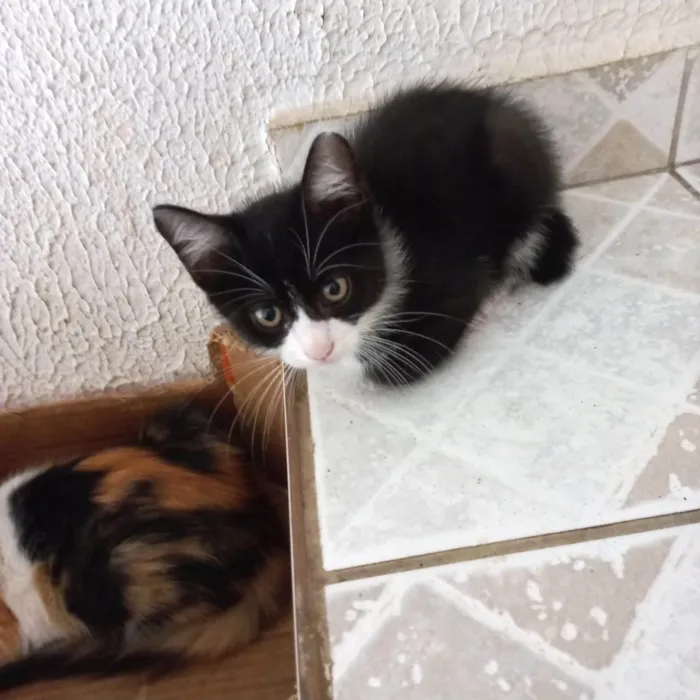 Gato ra a SRD-ViraLata idade 2 a 6 meses nome Cookie bb2meses pelo longo 