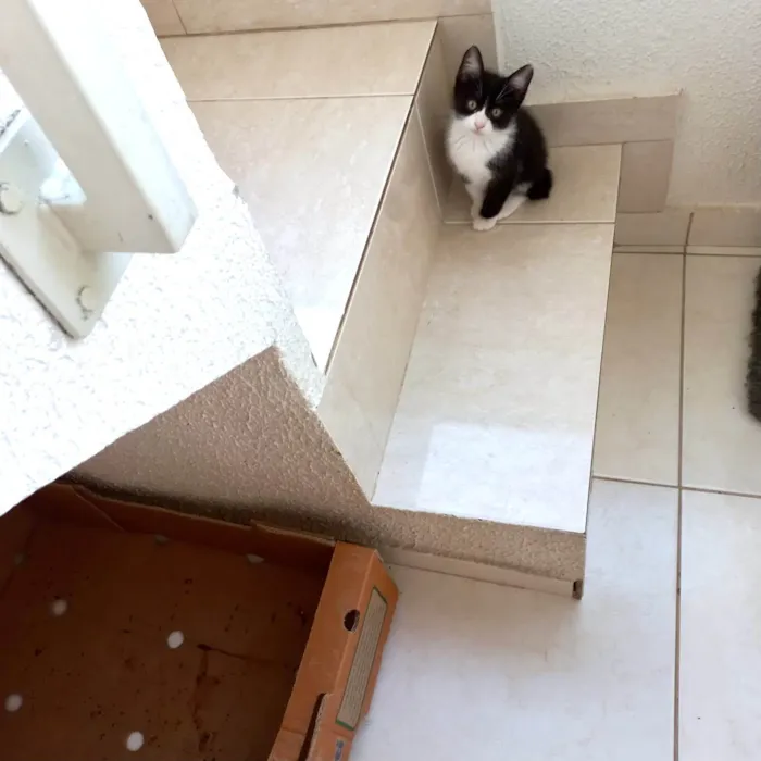 Gato ra a SRD-ViraLata idade 2 a 6 meses nome Cookie bb2meses pelo longo 