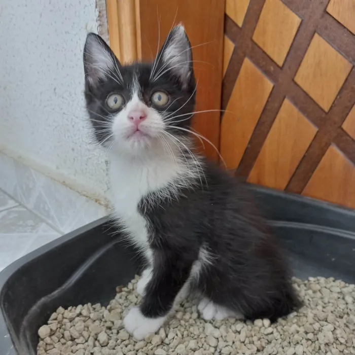 Gato ra a SRD-ViraLata idade 2 a 6 meses nome Cookie bb2meses pelo longo 