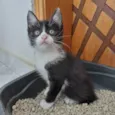 Cookie bb2meses pelo longo