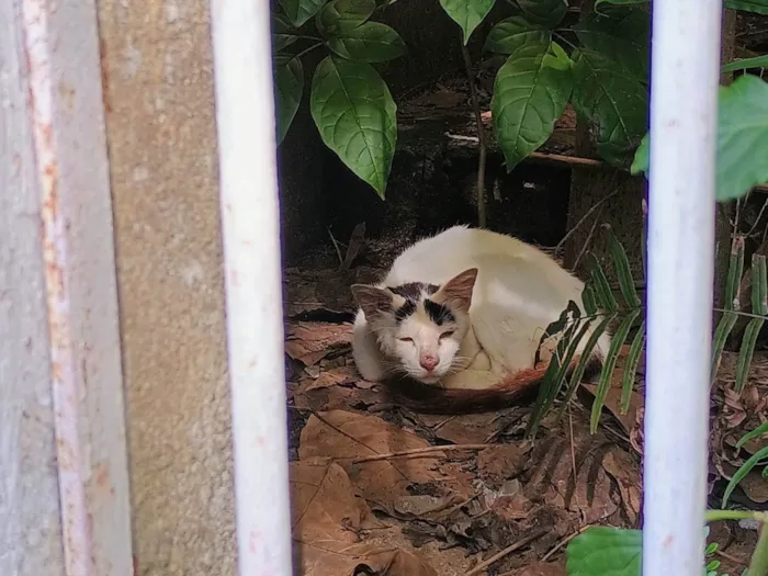 Gato ra a SRD-ViraLata idade 7 a 11 meses nome Gatinha