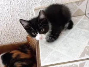 Gato raça SRD-ViraLata idade 2 a 6 meses nome Cookie bb2meses pelo longo 