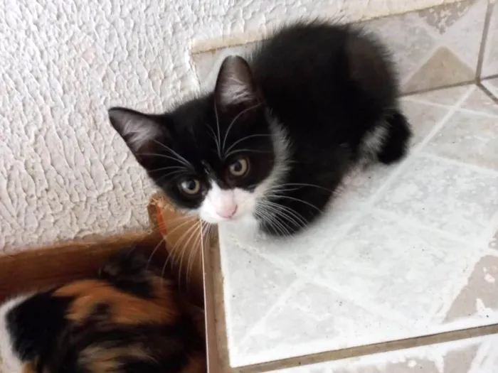 Gato ra a SRD-ViraLata idade 2 a 6 meses nome Cookie bb2meses pelo longo 
