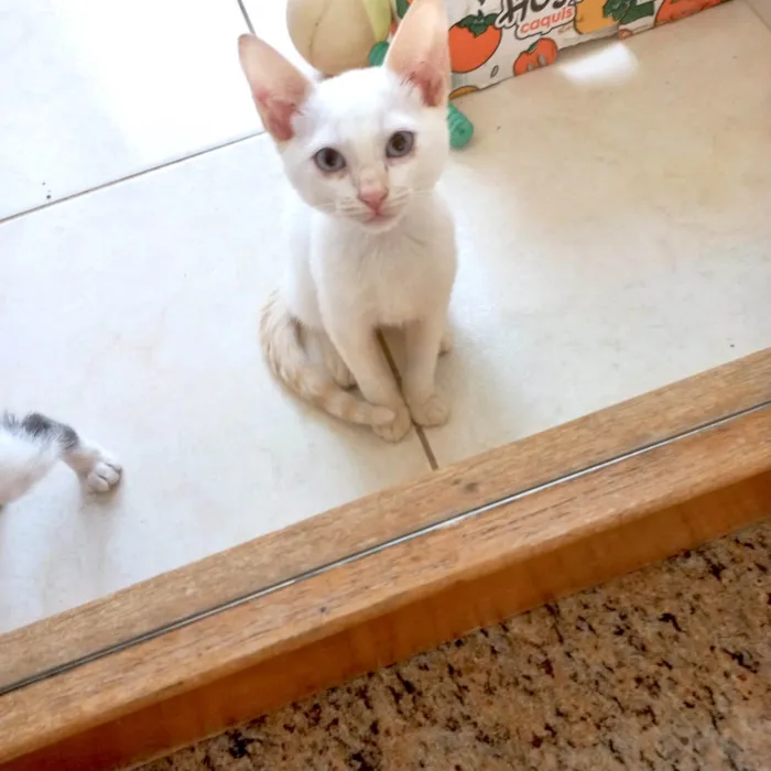 Gato ra a SRD-ViraLata idade 2 a 6 meses nome Yuki bb2meses lindo 