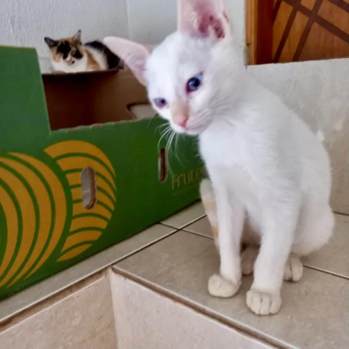 Gato ra a SRD-ViraLata idade 2 a 6 meses nome Yuki bb2meses lindo 