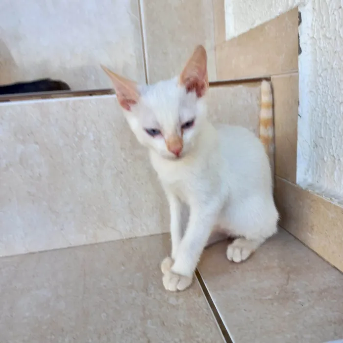 Gato ra a SRD-ViraLata idade 2 a 6 meses nome Yuki bb2meses lindo 