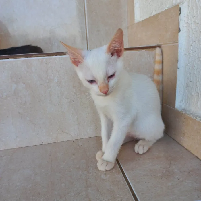 Gato ra a SRD-ViraLata idade 2 a 6 meses nome Yuki bb2meses lindo 