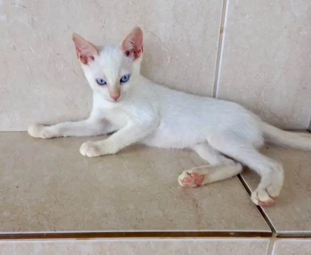 Gato ra a SRD-ViraLata idade 2 a 6 meses nome Yuki bb2meses lindo 