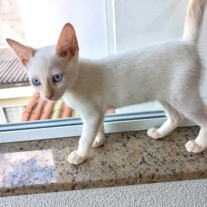 Gato ra a SRD-ViraLata idade 2 a 6 meses nome Yuki bb2meses lindo 