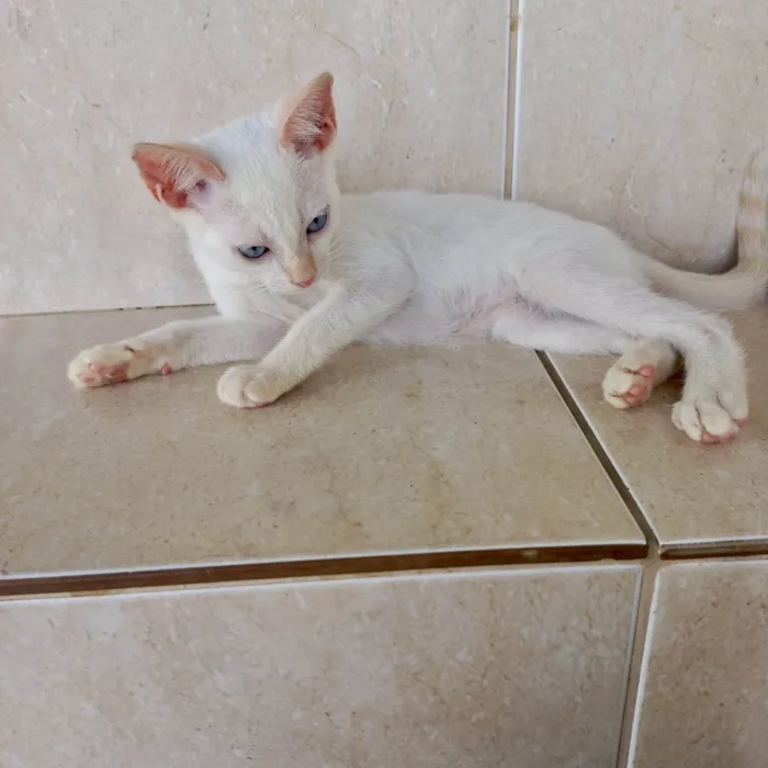 Gato ra a SRD-ViraLata idade 2 a 6 meses nome Yuki bb2meses lindo 