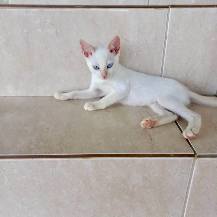 Gato ra a SRD-ViraLata idade 2 a 6 meses nome Yuki bb2meses lindo 