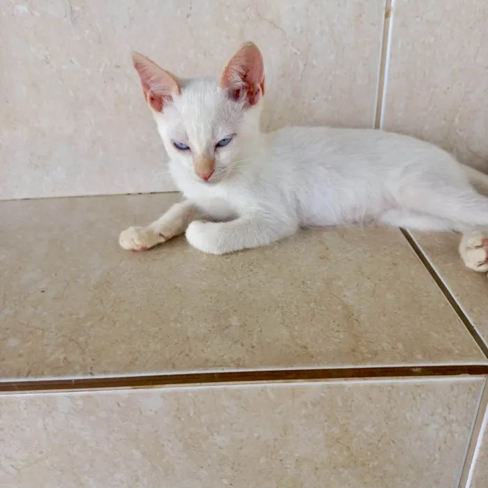 Gato ra a SRD-ViraLata idade 2 a 6 meses nome Yuki bb2meses lindo 