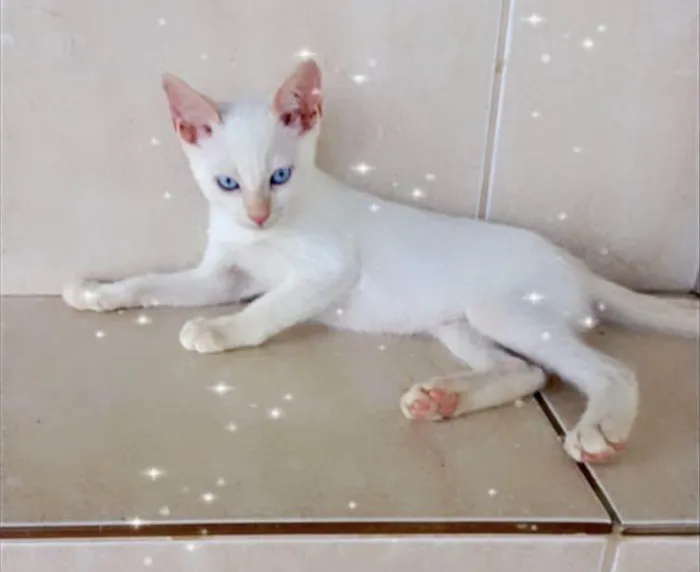 Gato ra a SRD-ViraLata idade 2 a 6 meses nome Yuki bb2meses lindo 