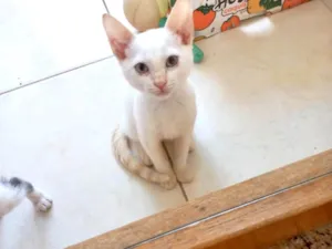 Gato raça SRD-ViraLata idade 2 a 6 meses nome Yuki bb2meses lindo 