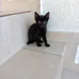 Cacao bb2meses lindo gatinho