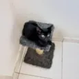 Cacao bb2meses lindo gatinho