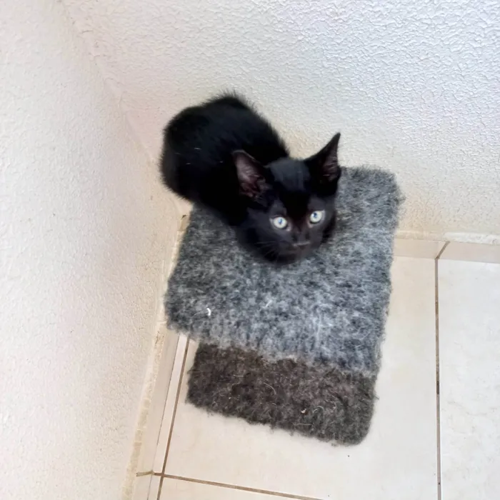 Gato ra a SRD-ViraLata idade 2 a 6 meses nome Cacao bb2meses lindo gatinho 