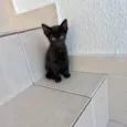 Cacao bb2meses lindo gatinho