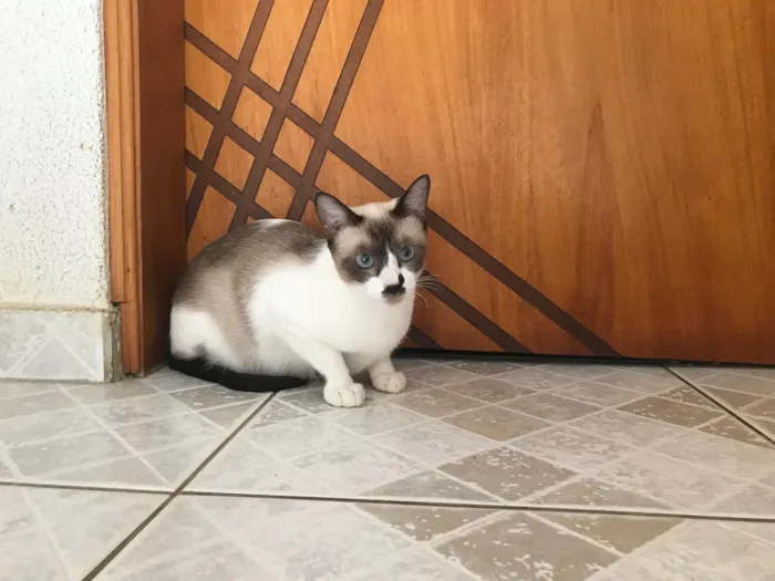 Gato ra a SRD-ViraLata idade 7 a 11 meses nome Amanda bb9meses linda e boazinha 