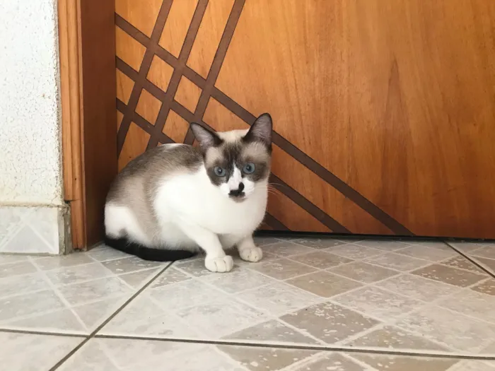 Gato ra a SRD-ViraLata idade 7 a 11 meses nome Amanda bb9meses linda e boazinha 