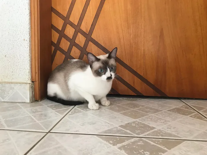 Gato ra a SRD-ViraLata idade 7 a 11 meses nome Amanda bb9meses linda e boazinha 