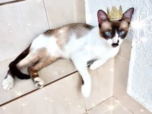 Gato raça SRD-ViraLata idade 7 a 11 meses nome Amanda bb9meses linda e boazinha 