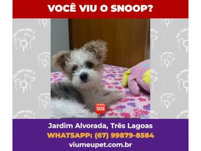 Cachorro raça  idade 7 a 11 meses nome Snoop 