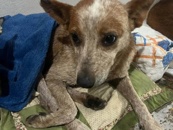 Cachorro ra a SRD-ViraLata idade 4 anos nome Sem nome