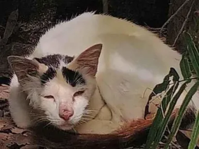 Gato raça SRD-ViraLata idade 7 a 11 meses nome Gatinha