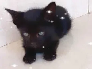 Gato raça SRD-ViraLata idade 2 a 6 meses nome Cacao bb2meses lindo gatinho 