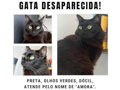 Gato raça Sem raça  idade 3 anos nome Amora