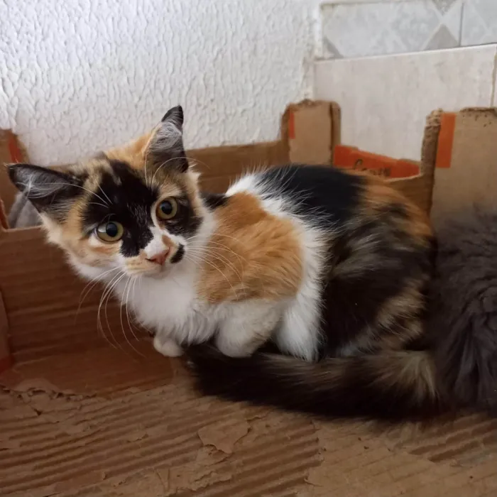 Gato ra a SRD-ViraLata idade 2 a 6 meses nome Ronron bb4meses pelo longo linda 