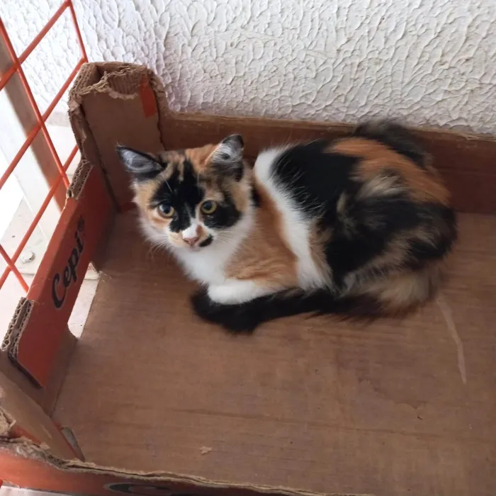 Gato ra a SRD-ViraLata idade 2 a 6 meses nome Ronron bb4meses pelo longo linda 