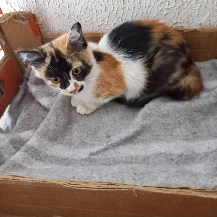 Gato ra a SRD-ViraLata idade 2 a 6 meses nome Ronron bb4meses pelo longo linda 