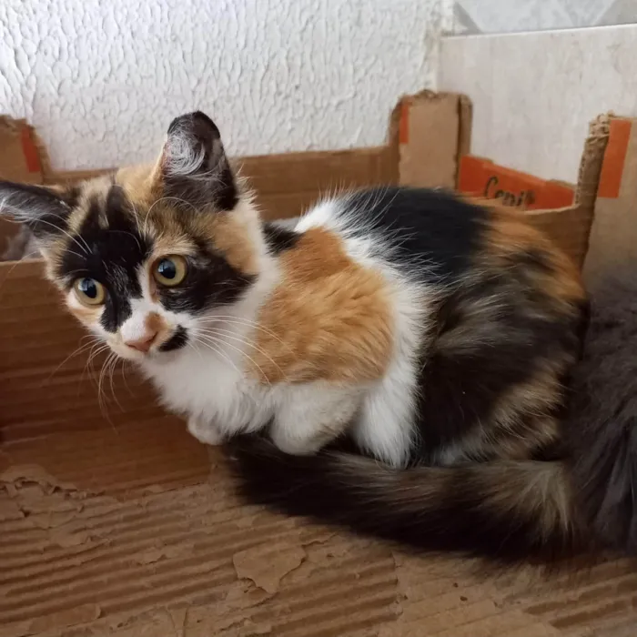 Gato ra a SRD-ViraLata idade 2 a 6 meses nome Ronron bb4meses pelo longo linda 