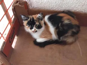 Gato raça SRD-ViraLata idade 2 a 6 meses nome Ronron bb4meses pelo longo linda 