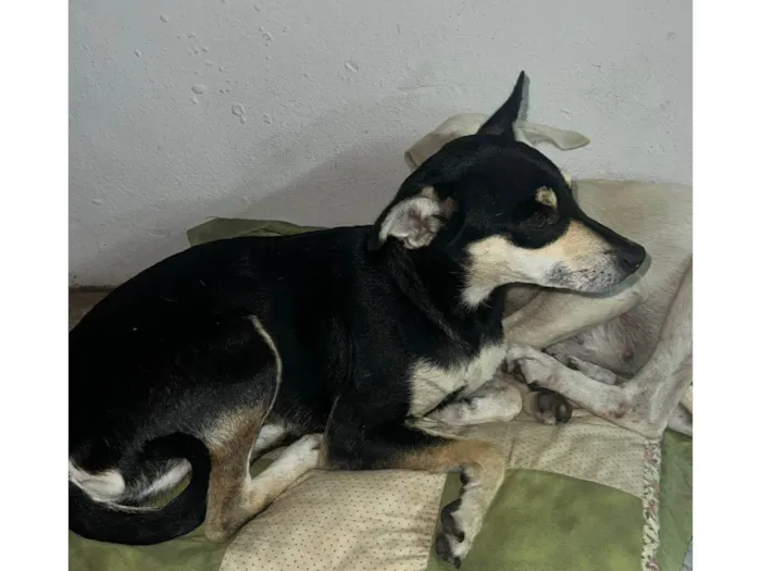 Cachorro ra a SRD-ViraLata idade 3 anos nome Sem nome