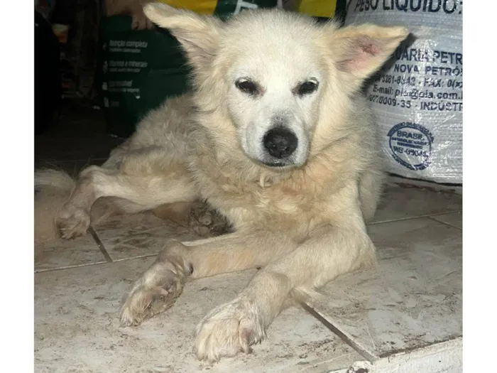 Cachorro ra a SRD-ViraLata idade 2 anos nome Sem nome